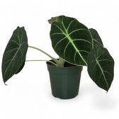 Alocasia reginula 'Black velvet' potted houseplant in nursery pot on white background, product photo 13.