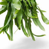 Nahaufnahme eines Triebs von Epiphyllum pumilum vor weißem Hintergrund.