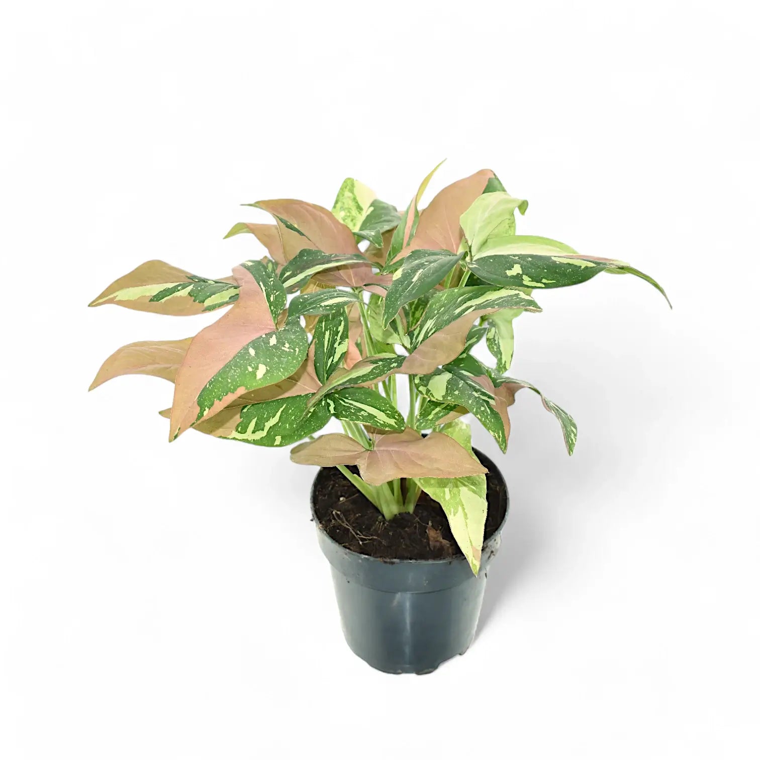 Syngonium podophyllum 'Red spot tricolor' potted houseplant in nursery pot on white background, product photo 2.