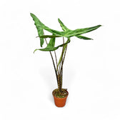 Alocasia zebrina ‘Tigrina Superba’ potted houseplant in nursery pot on white background, product photo 3.
