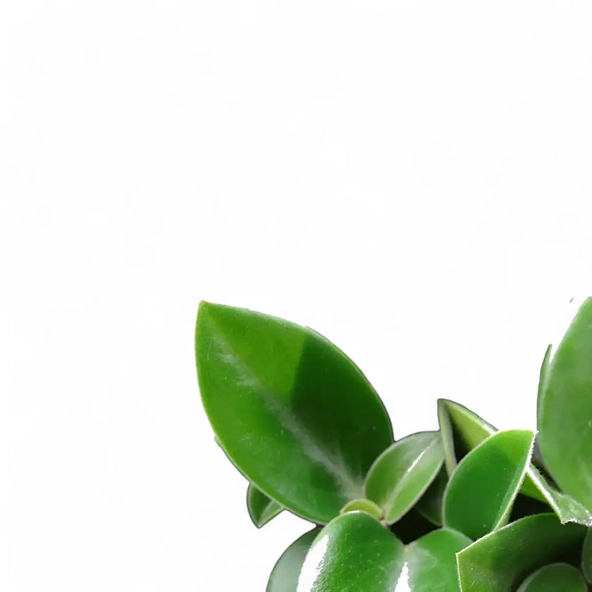 Nahaufnahme eines Blatts von Peperomia orba 'Pixie' vor weißem Hintergrund.