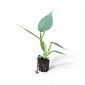 Philodendron hastatum 'Silver queen' ('Silver Sword') potted houseplant in nursery pot on white background, product photo 3.