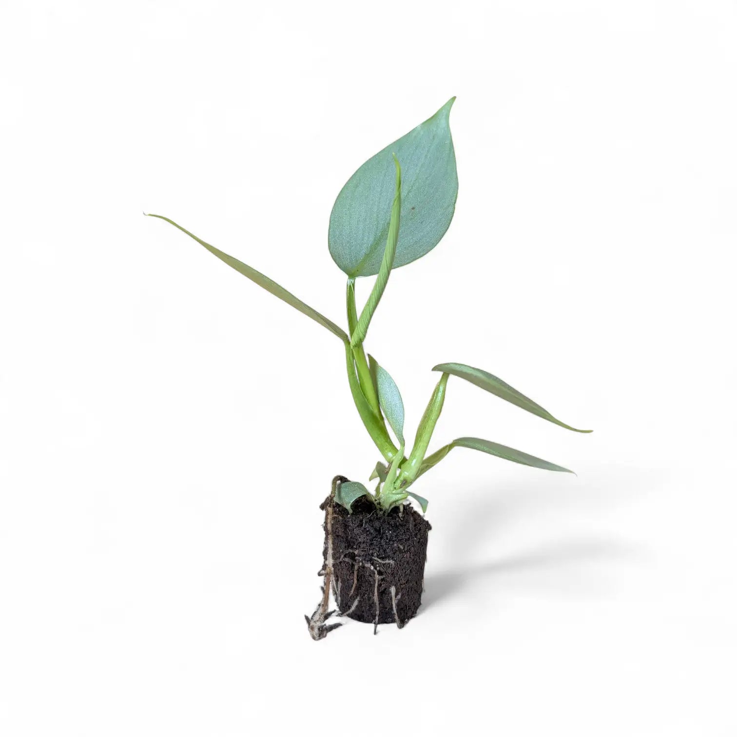 Philodendron hastatum 'Silver queen' ('Silver Sword') potted houseplant in nursery pot on white background, product photo 3.