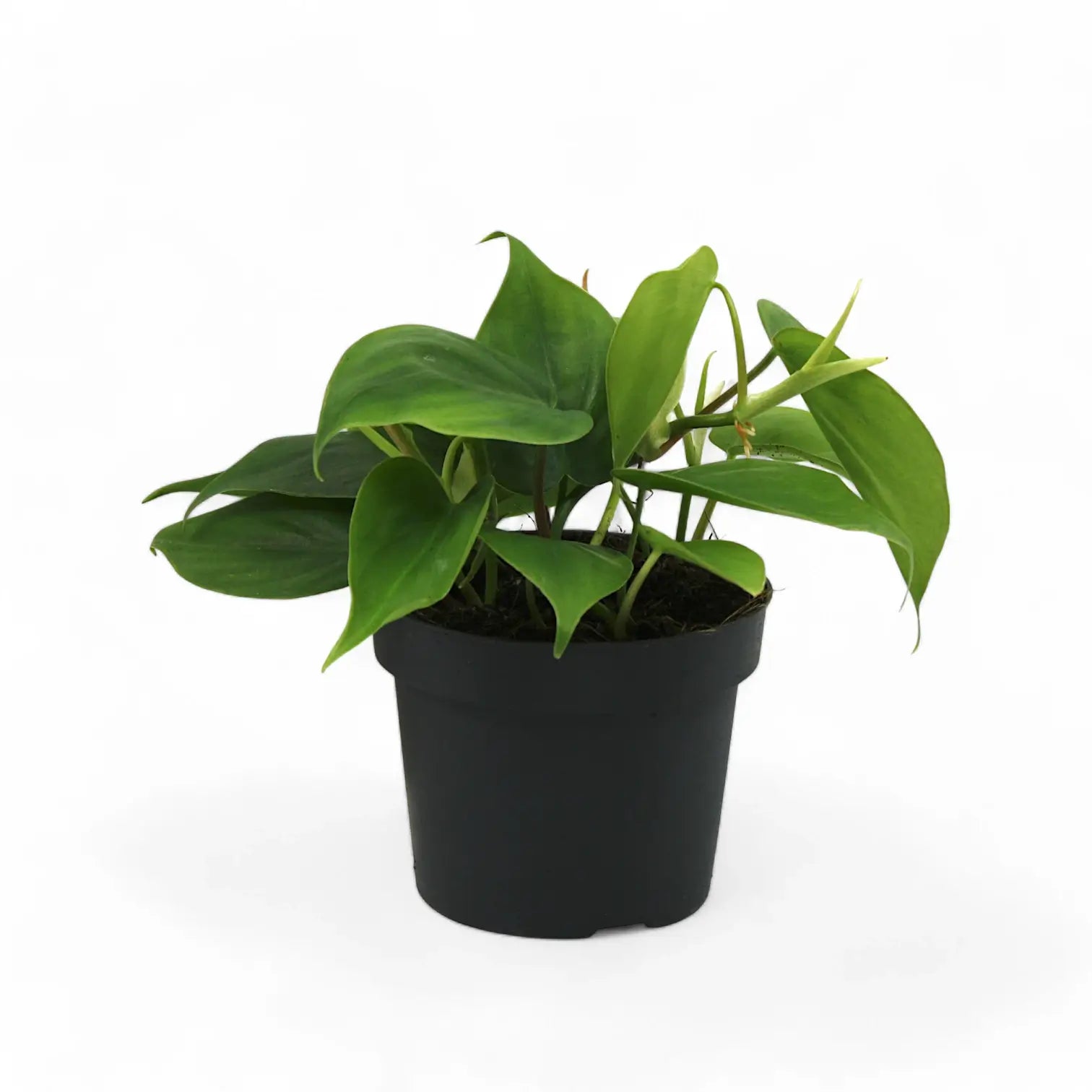 Philodendron hederaceum var. oxycardium (Philodendron scandens) – Topfpflanze im Kulturtopf vor weißem Hintergrund, Produktfoto 7.