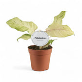 Philodendron 'Snowdrift' potted houseplant in nursery pot on white background, product photo 7.