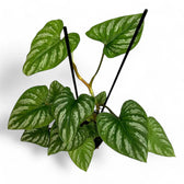 Philodendron mamei potted houseplant in nursery pot on white background, product photo 10.