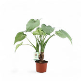 Alocasia cucullata potted houseplant in nursery pot on white background, product photo 5.