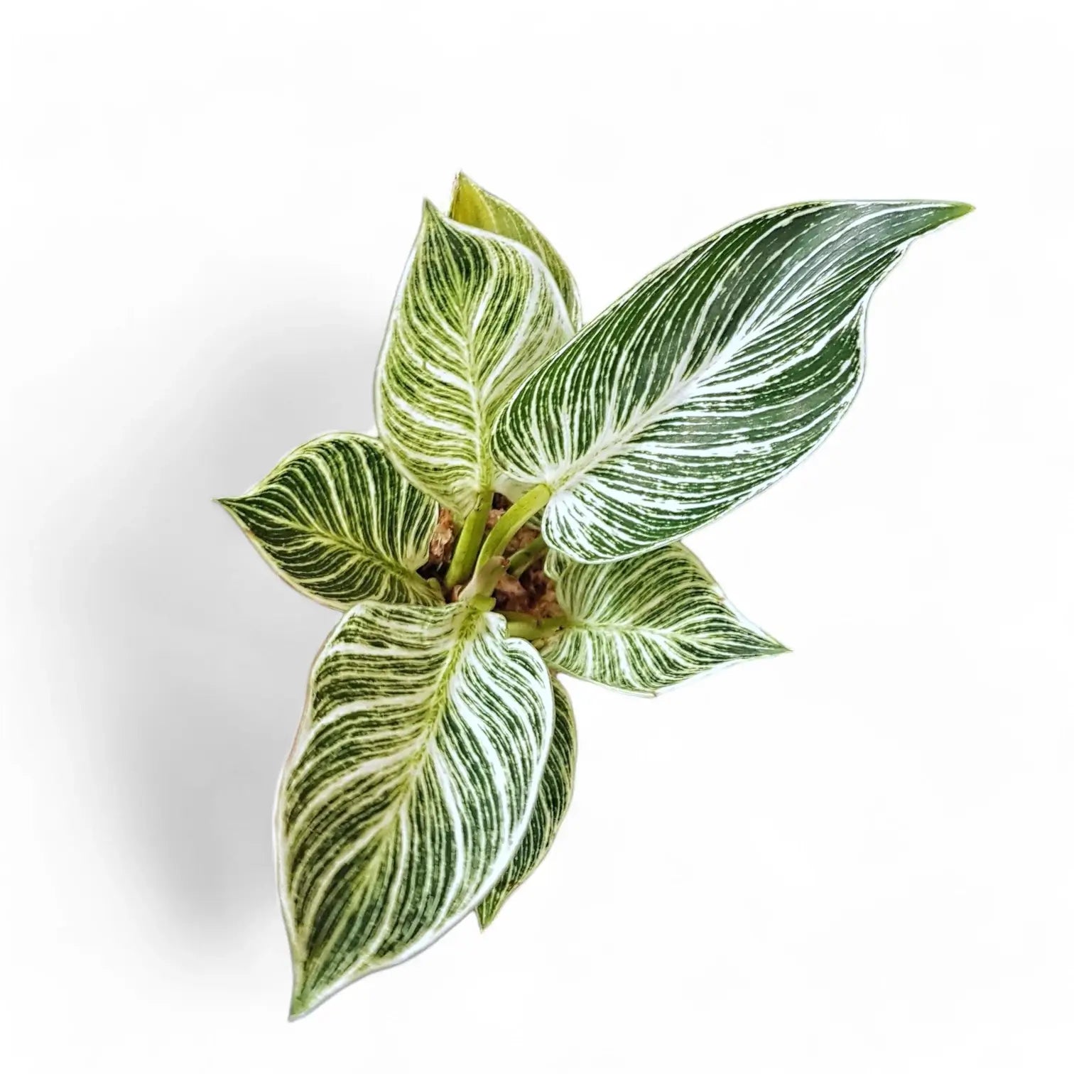 Philodendron 'Birkin' (auch 'White wave', 'White Measure') – Zimmerpflanze im Kulturtopf auf weißem Hintergrund, Produktfoto 7.