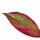 Aglaonema 'Crete' (auch bekannt als 'Siam Aurora' / 'Jungle Red') – Topfpflanze im Kulturtopf vor weißem Hintergrund, Produktfoto 6.