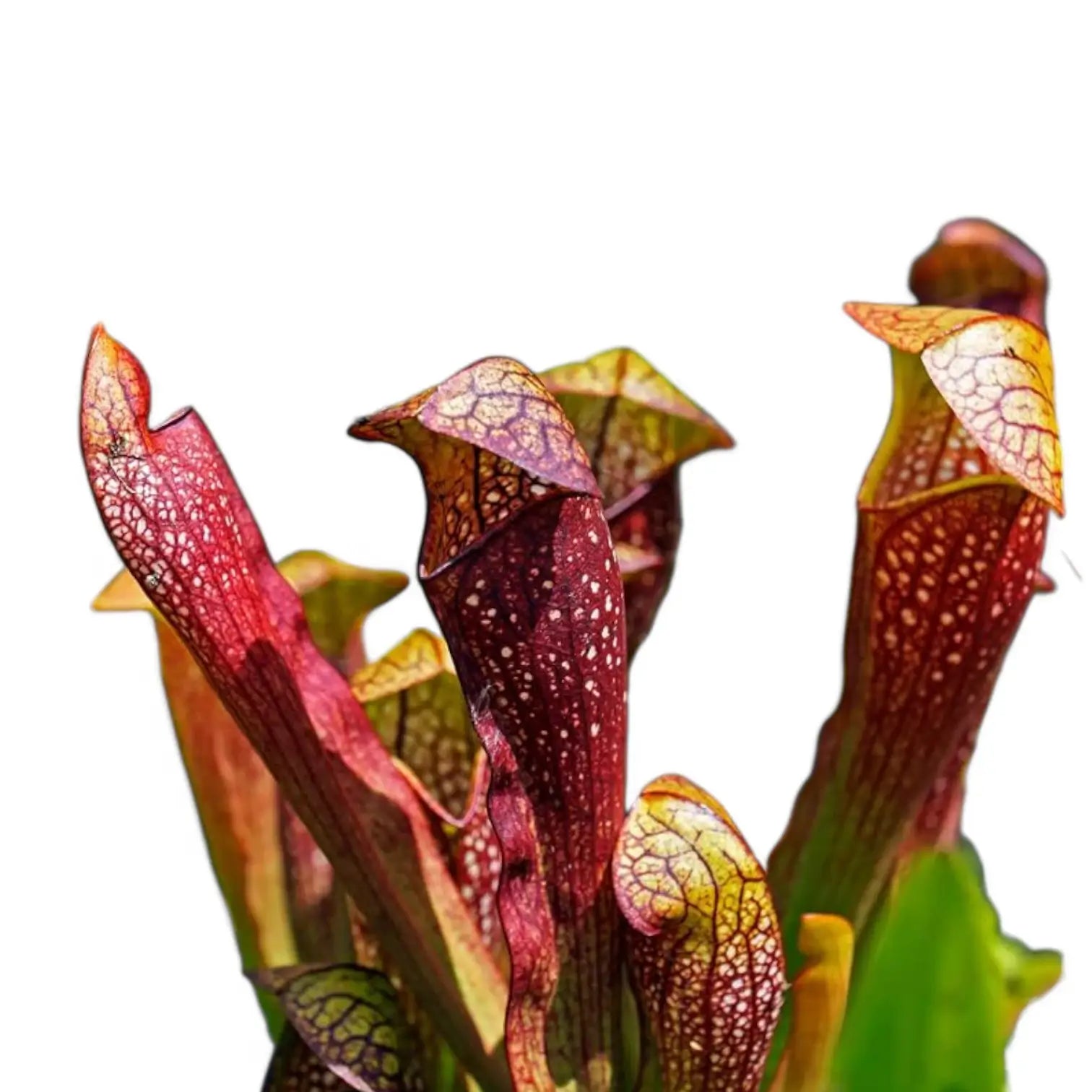 Sarracenia 'Juthatip Soper' potted houseplant in nursery pot on white background, product photo 6.