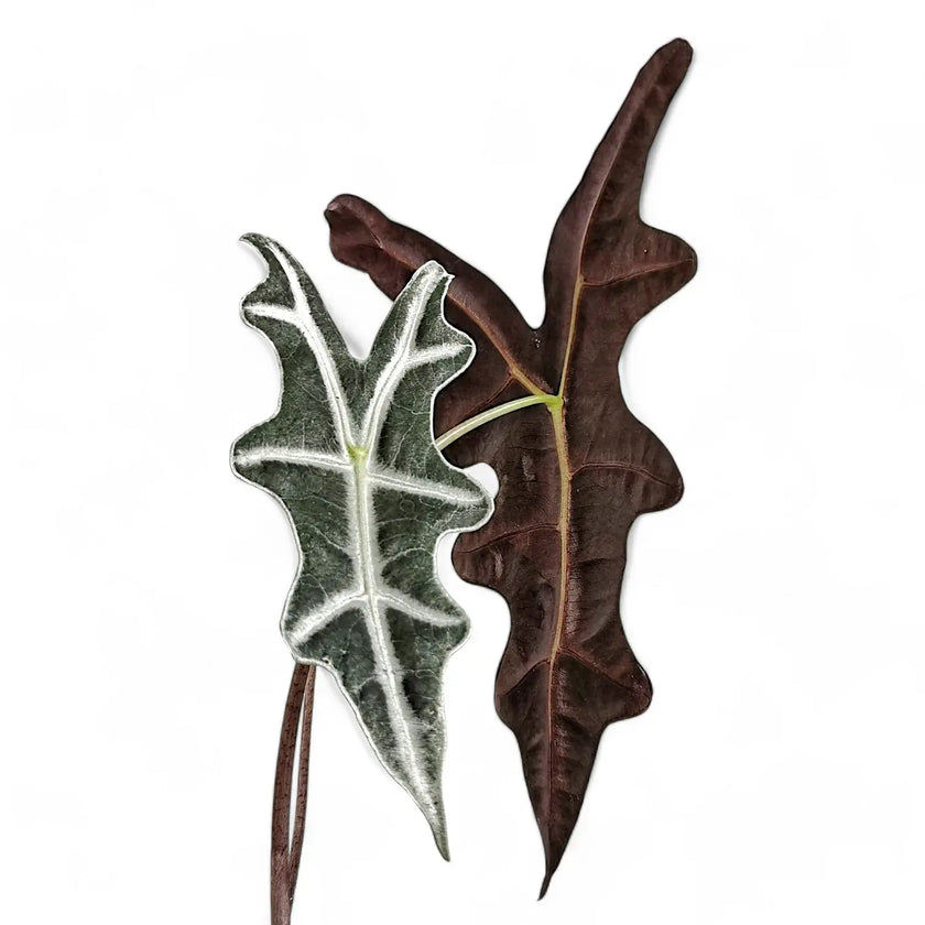 Alocasia sanderiana 'Nobilis' leaf close-up on white background.