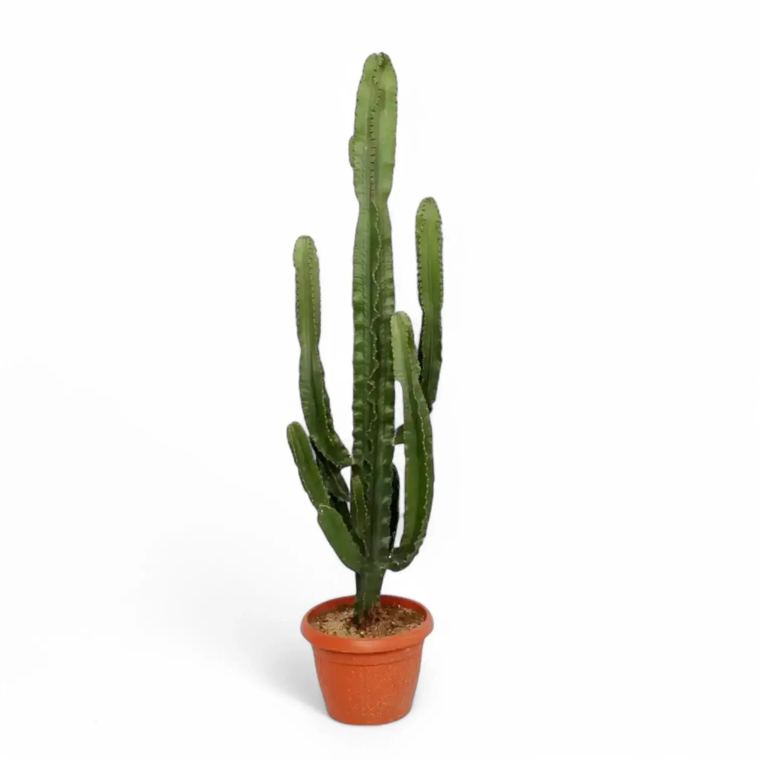 Euphorbia abyssinica var. erythraeae potted houseplant in nursery pot on white background, product photo 7.