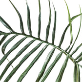 Philodendron tortum – Topfpflanze im Kulturtopf vor weißem Hintergrund, Produktfoto 4.