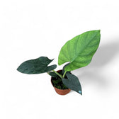 Alocasia scabriuscula potted houseplant in nursery pot on white background, product photo 5.