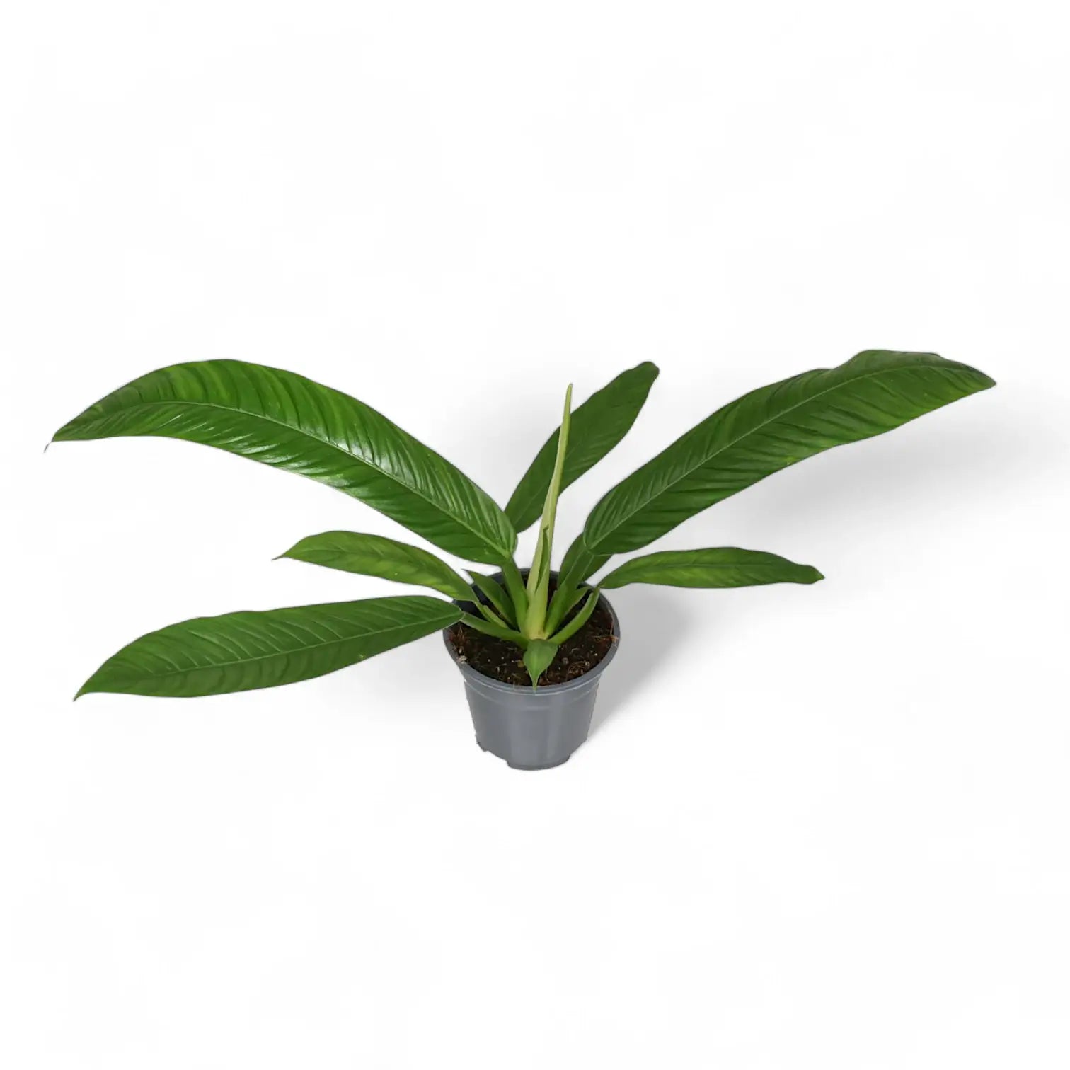 Philodendron campii 'Lynette' potted houseplant in nursery pot on white background, product photo 3.