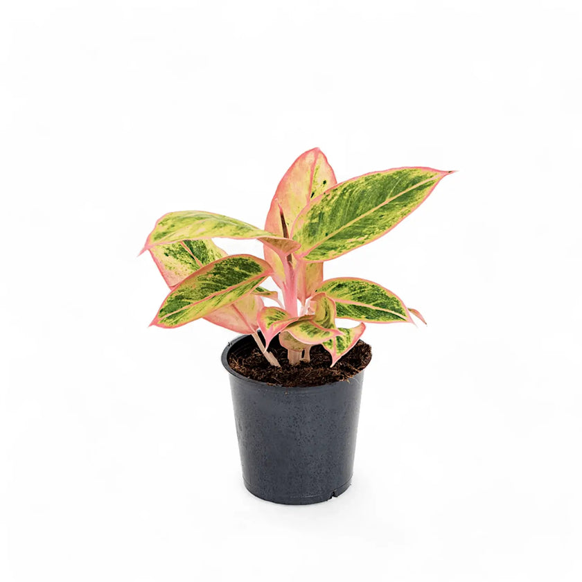Aglaonema 'Salmon Fantasy' potted houseplant in nursery pot on white background, product photo 2.