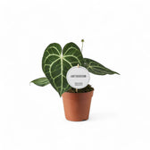 Anthurium clarinervium – Topfpflanze im Kulturtopf vor weißem Hintergrund, Produktfoto 8.