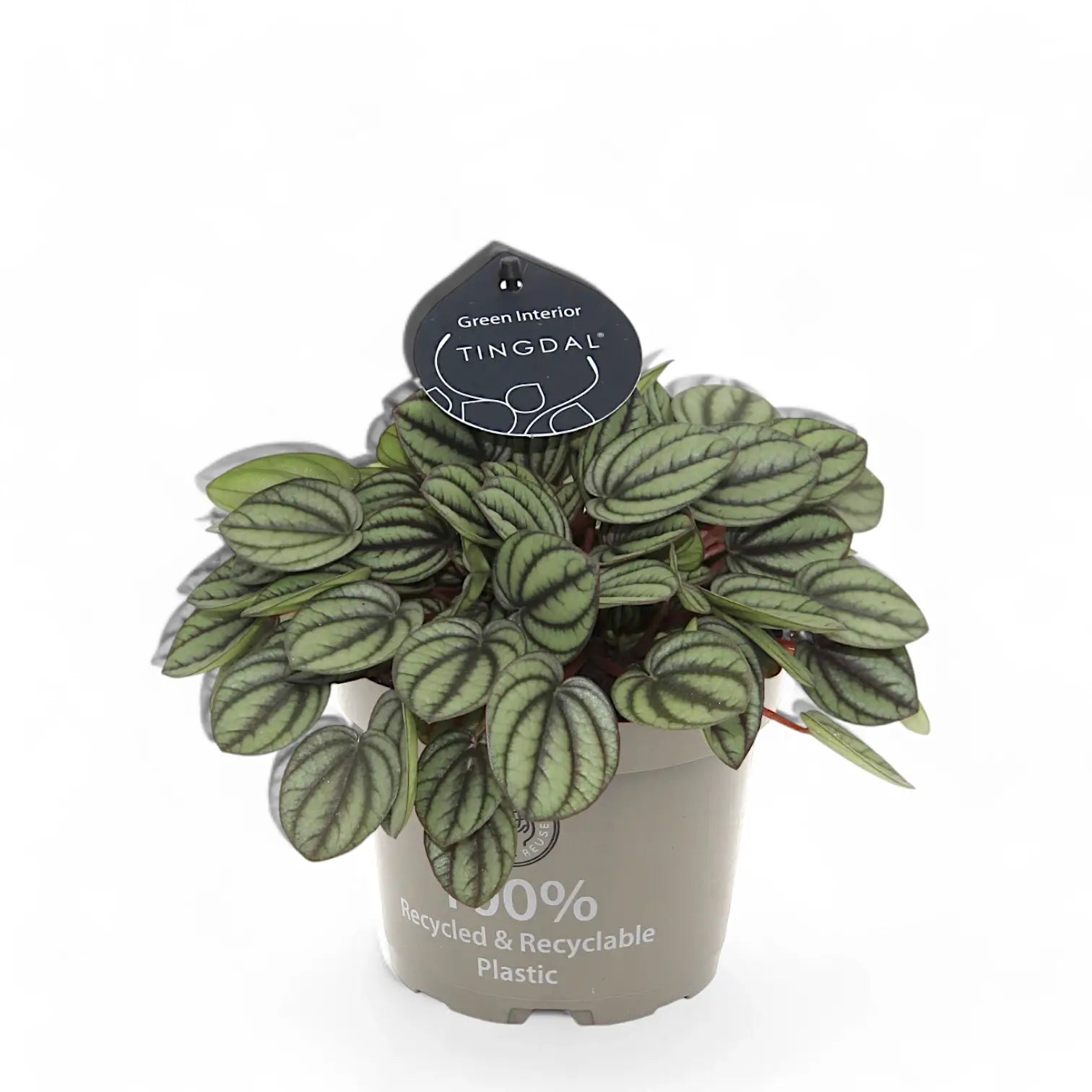 Peperomia albovittata 'Piccolo Banda' potted houseplant in nursery pot on white background, product photo 4.