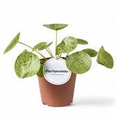 Pilea peperomioides 'Mojito' – Topfpflanze im Kulturtopf vor weißem Hintergrund, Produktfoto 2.