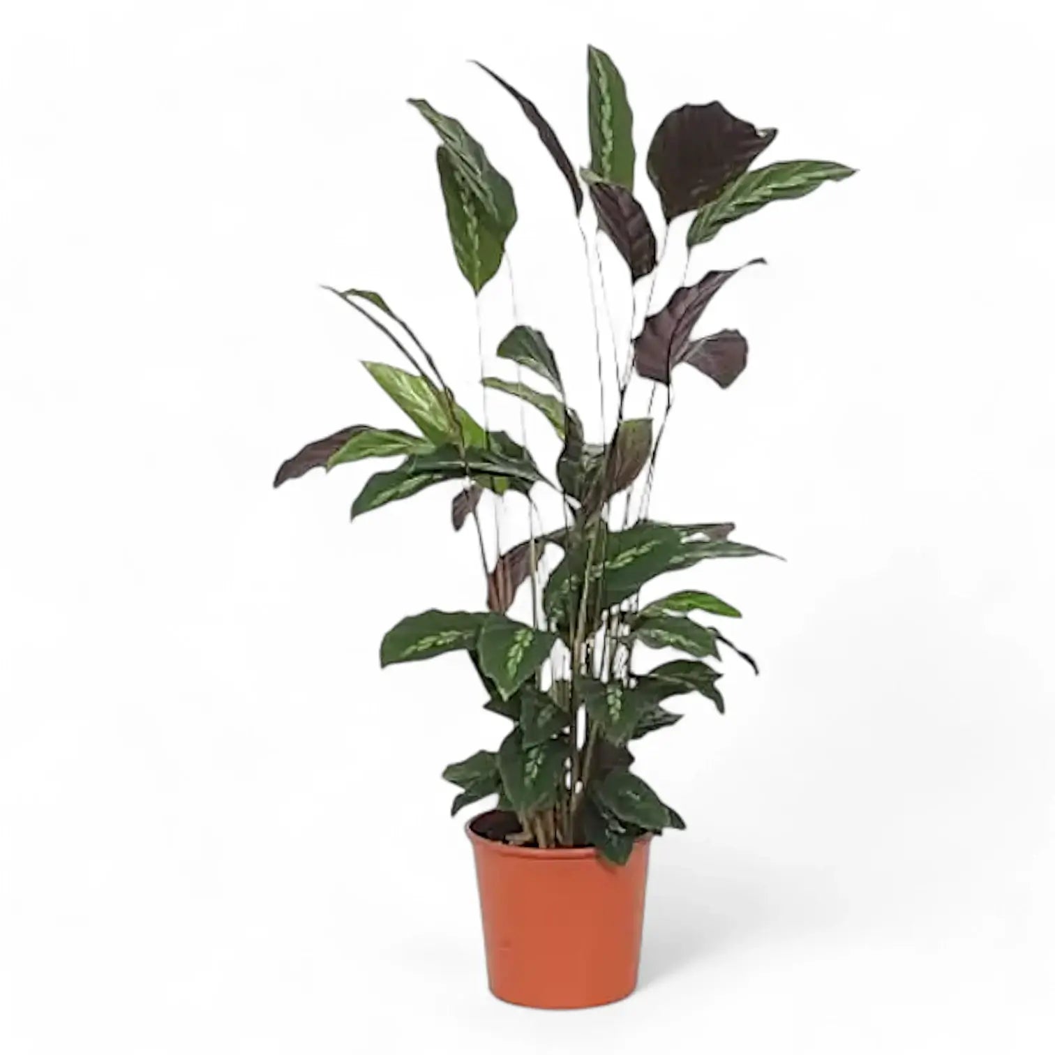 Goeppertia (Calathea) louisae 'Maui Queen' – Topfpflanze im Kulturtopf vor weißem Hintergrund, Produktfoto 2.