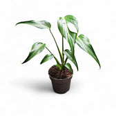 Monstera 'Burle Marx's Flame' potted houseplant in nursery pot on white background, product photo 3.