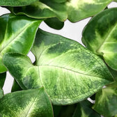 Nahaufnahme eines Blatts von Syngonium podophyllum 'Pixie' aka 'Nana' vor weißem Hintergrund.