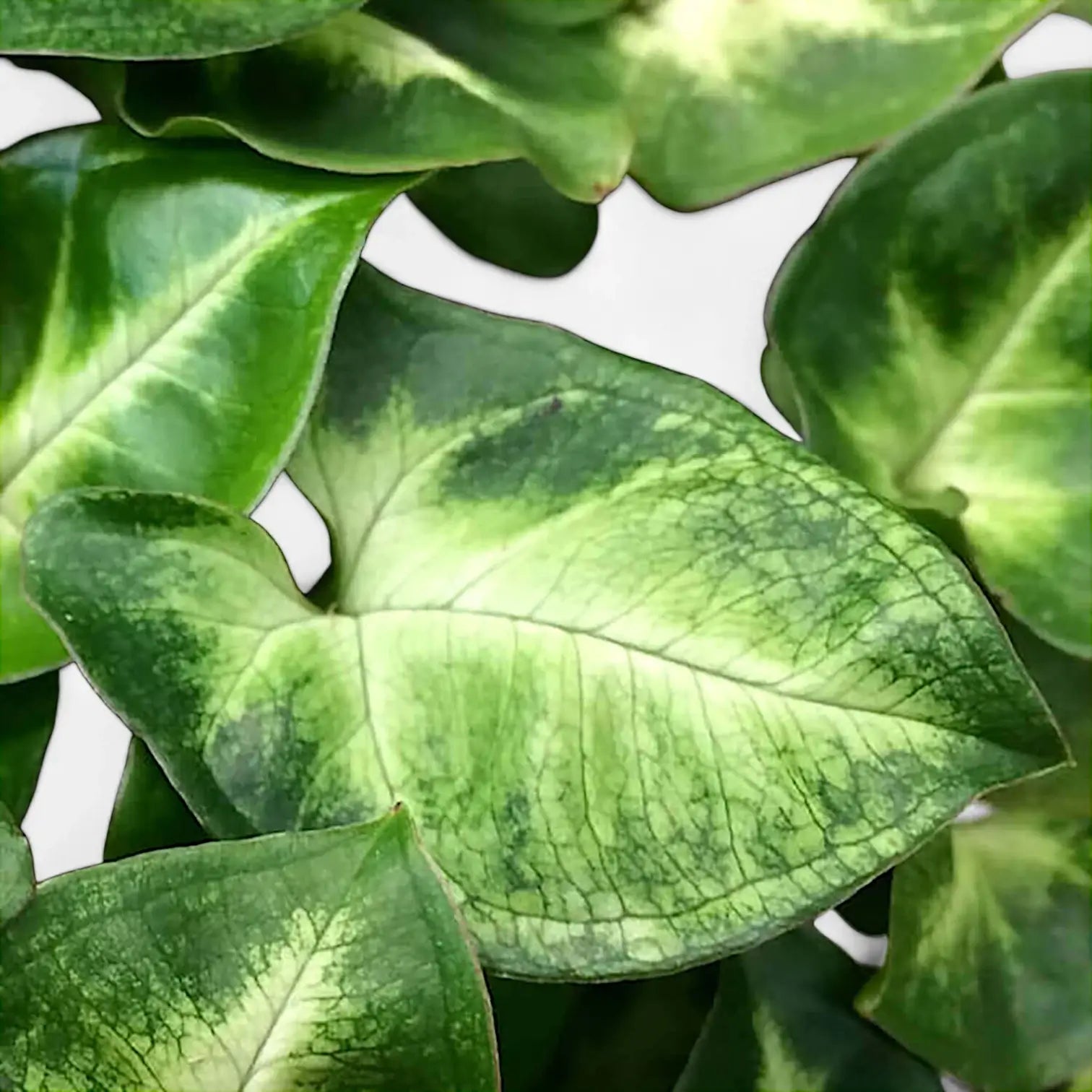 Nahaufnahme eines Blatts von Syngonium podophyllum 'Pixie' aka 'Nana' vor weißem Hintergrund.