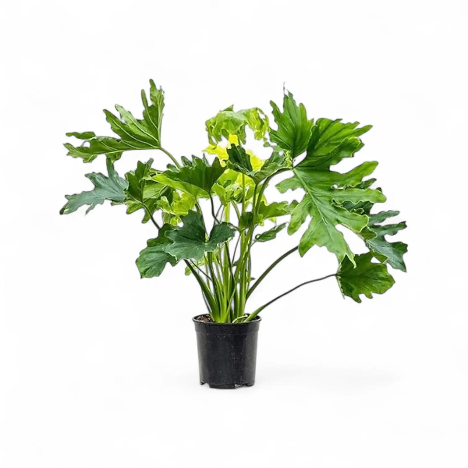 Thaumatophyllum bipinnatifidum potted houseplant in nursery pot on white background, product photo 6.