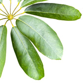 Heptapleurum (Schefflera) actinophyllum 'Amate' leaf close-up on white background.