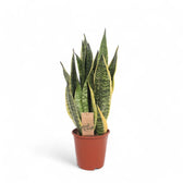 Dracaena (Sansevieria) trifasciata 'Superba' potted houseplant in nursery pot on white background, product photo 4.