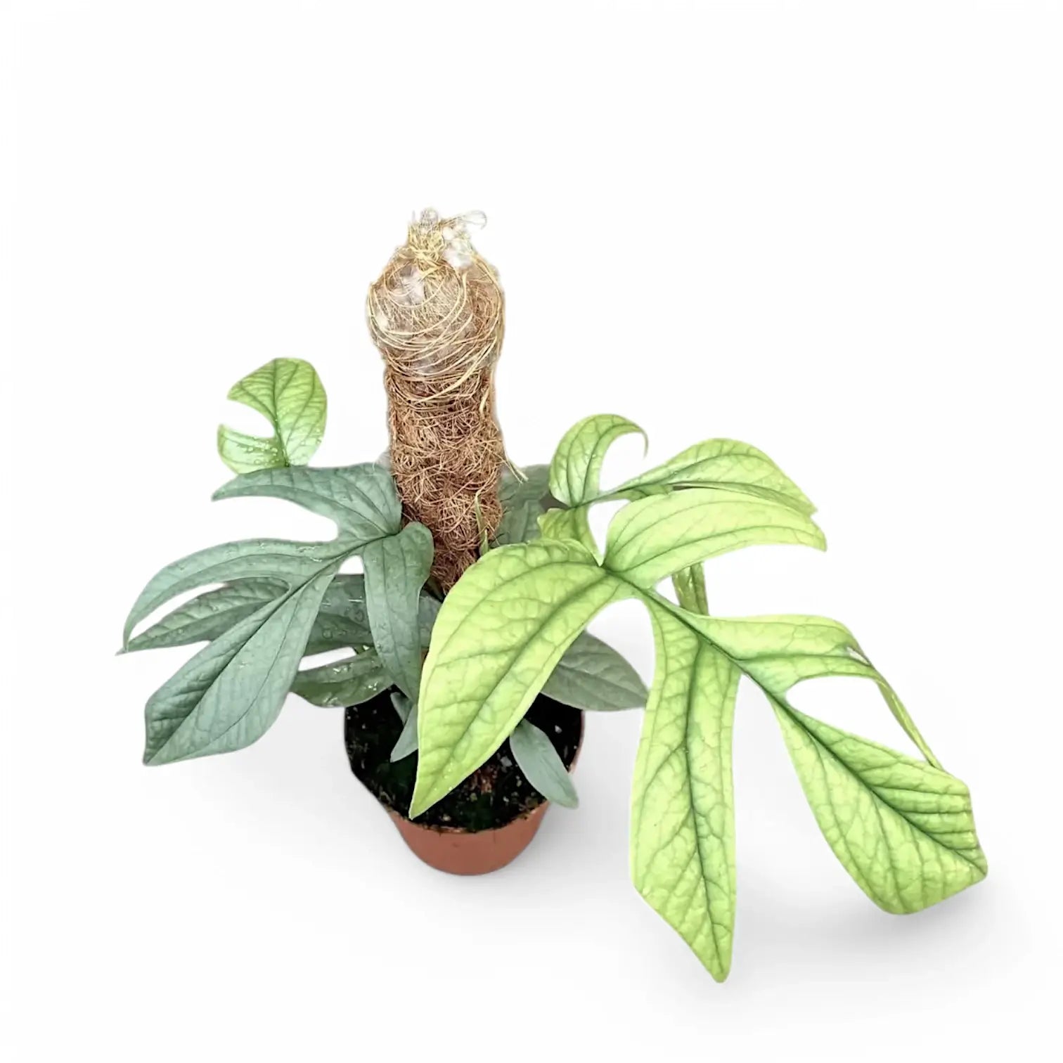 Amydrium medium 'Silver' ('Blue') potted houseplant in nursery pot on white background, product photo 7.