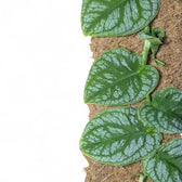 Monstera dubia – Zimmerpflanze im Kulturtopf auf weißem Hintergrund, Produktfoto 3.