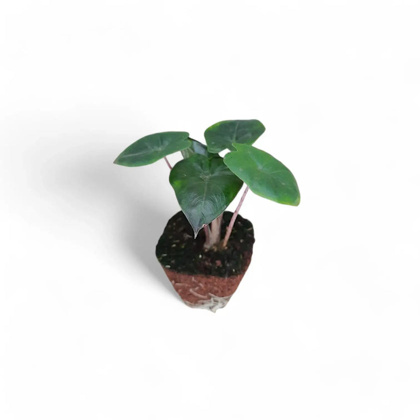 Alocasia 'Yucatan princess' potted houseplant in nursery pot on white background, product photo 3.