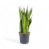 Dracaena (Sansevieria) zeylanica – Topfpflanze im Kulturtopf vor weißem Hintergrund, Produktfoto 4.