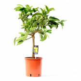 Citrus 'Hand of Buddha' (Citrus medica var. sarcodactylis) – Zimmerpflanze im Kulturtopf auf weißem Hintergrund, Produktfoto 3.