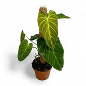 Philodendron 'Splendid' (verrucosum x melanochrysum) potted houseplant in nursery pot on white background, product photo 4.