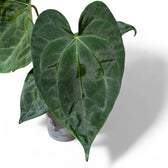 Anthurium 'Dark Phoenix' – Topfpflanze im Kulturtopf vor weißem Hintergrund, Produktfoto 3.