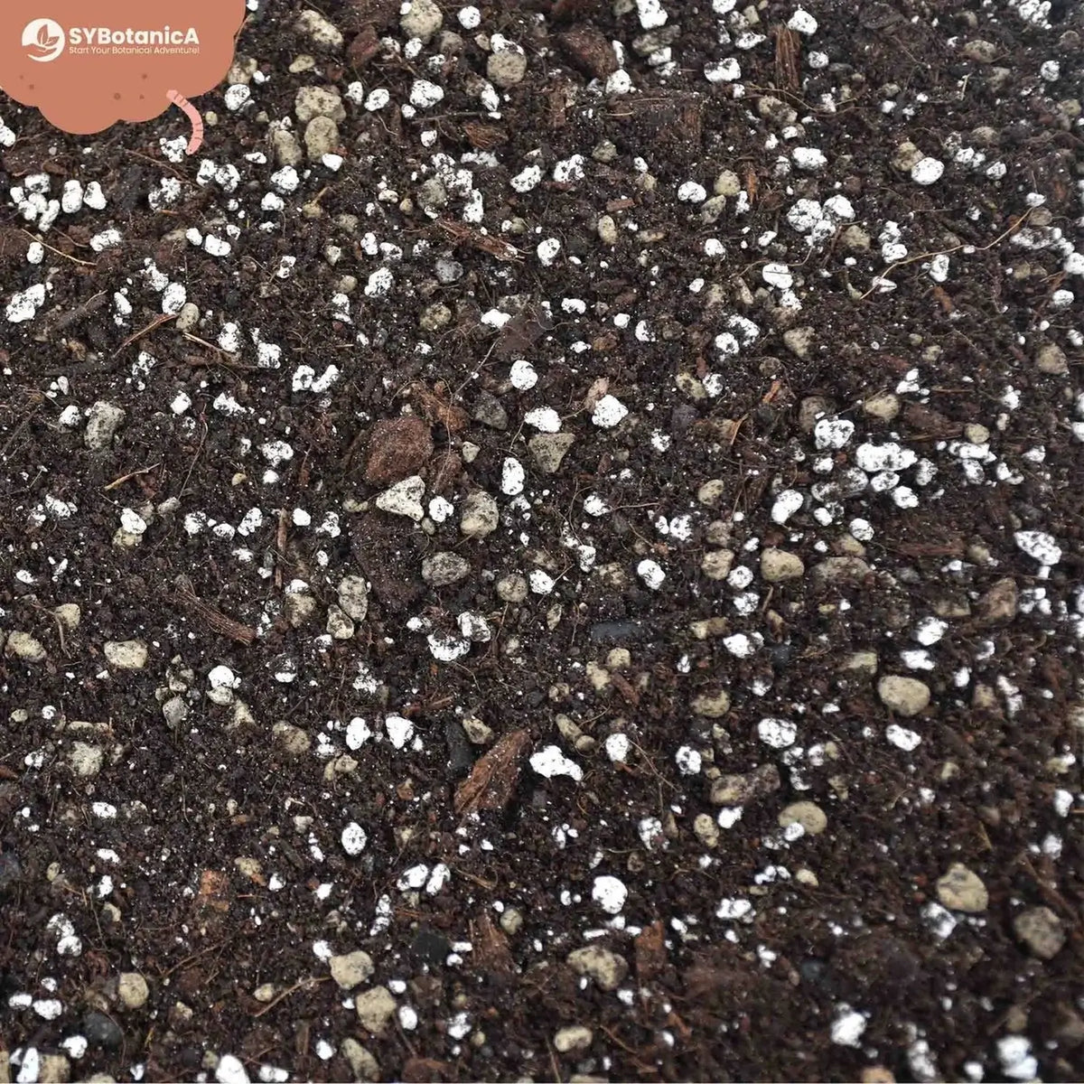 Syngonium-Substratmischung auf weißem Hintergrund, Produktfoto 6.