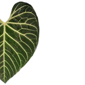 Nahaufnahme eines Blatts von Anthurium regale vor weißem Hintergrund.