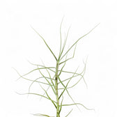 Tillandsia caerulea potted houseplant in nursery pot on white background, product photo 3.