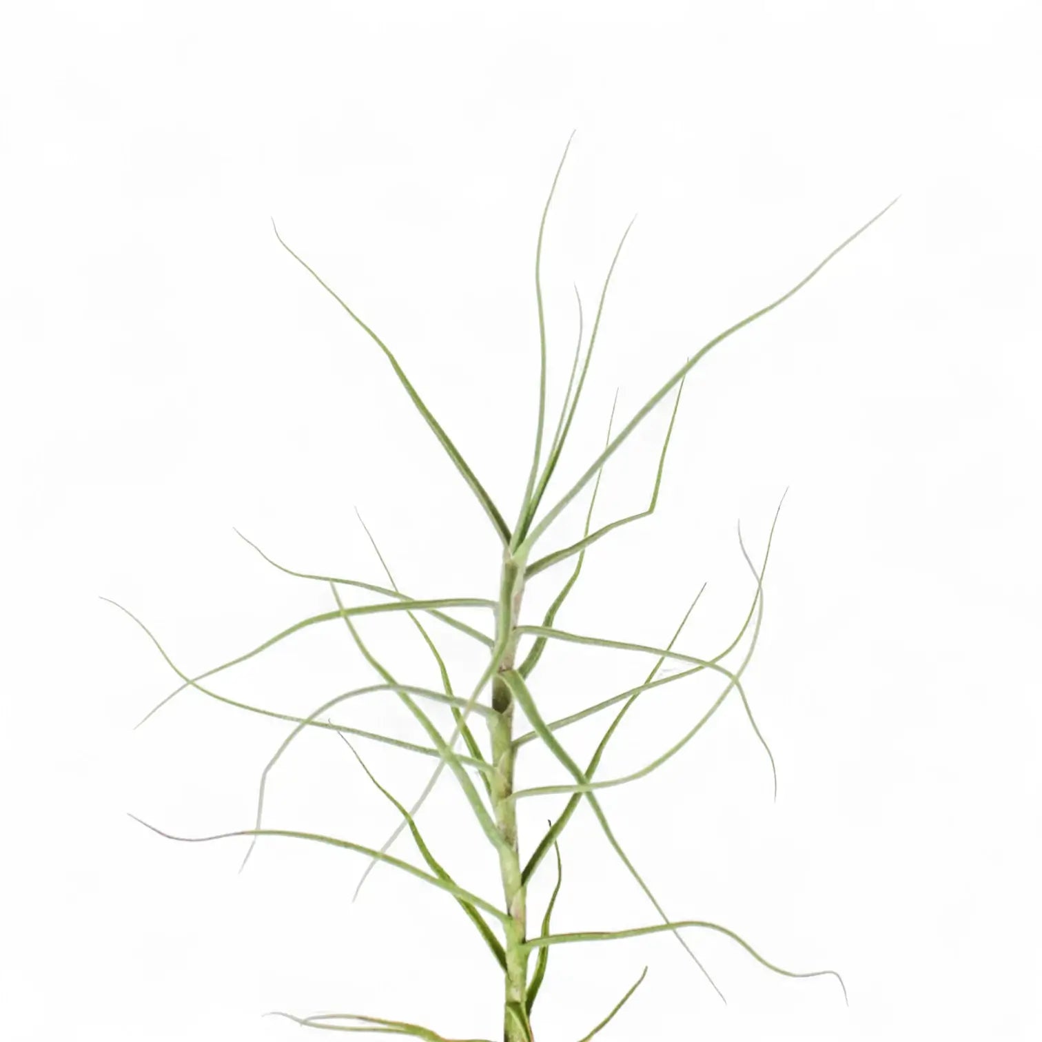 Tillandsia caerulea potted houseplant in nursery pot on white background, product photo 3.