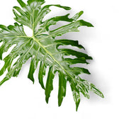 Thaumatophyllum bipinnatifidum leaf close-up on white background.