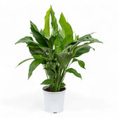 Spathiphyllum 'Sweet Lauretta' potted houseplant in nursery pot on white background, product photo 3.