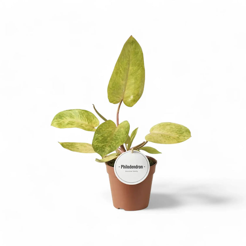 Philodendron 'Painted lady' potted houseplant in nursery pot on white background, product photo 3.