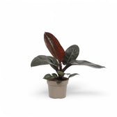 Philodendron 'Black Cardinal' – Zimmerpflanze im Kulturtopf auf weißem Hintergrund, Produktfoto 3.