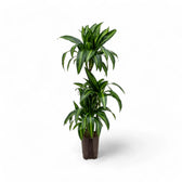 Dracaena fragrans ‘Hawaiian Sunshine’ – Topfpflanze im Kulturtopf vor weißem Hintergrund, Produktfoto 5.