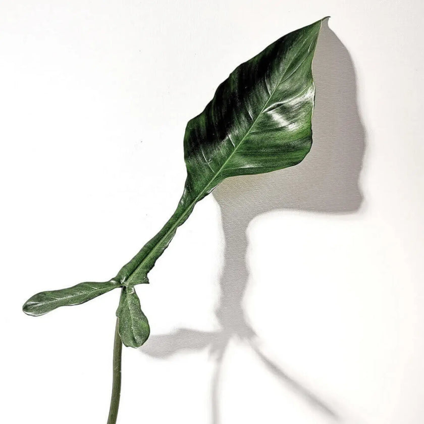 Philodendron x joepii leaf close-up on white background.