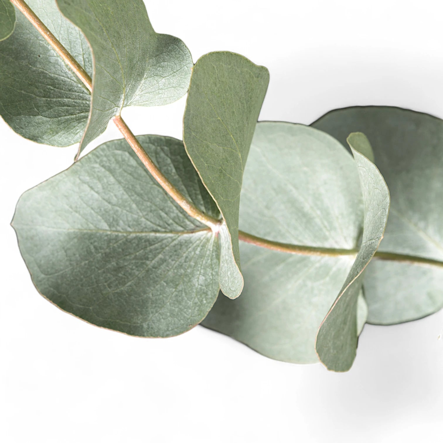 Nahaufnahme eines Blatts von Eucalyptus cinerea vor weißem Hintergrund.