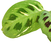 Maranta leuconeura 'Kerchoveana variegata' ('Beauty Kim', 'Fiesta') leaf close-up on white background.