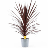 Cordyline australis 'Red Star' potted houseplant in nursery pot on white background, product photo 7.